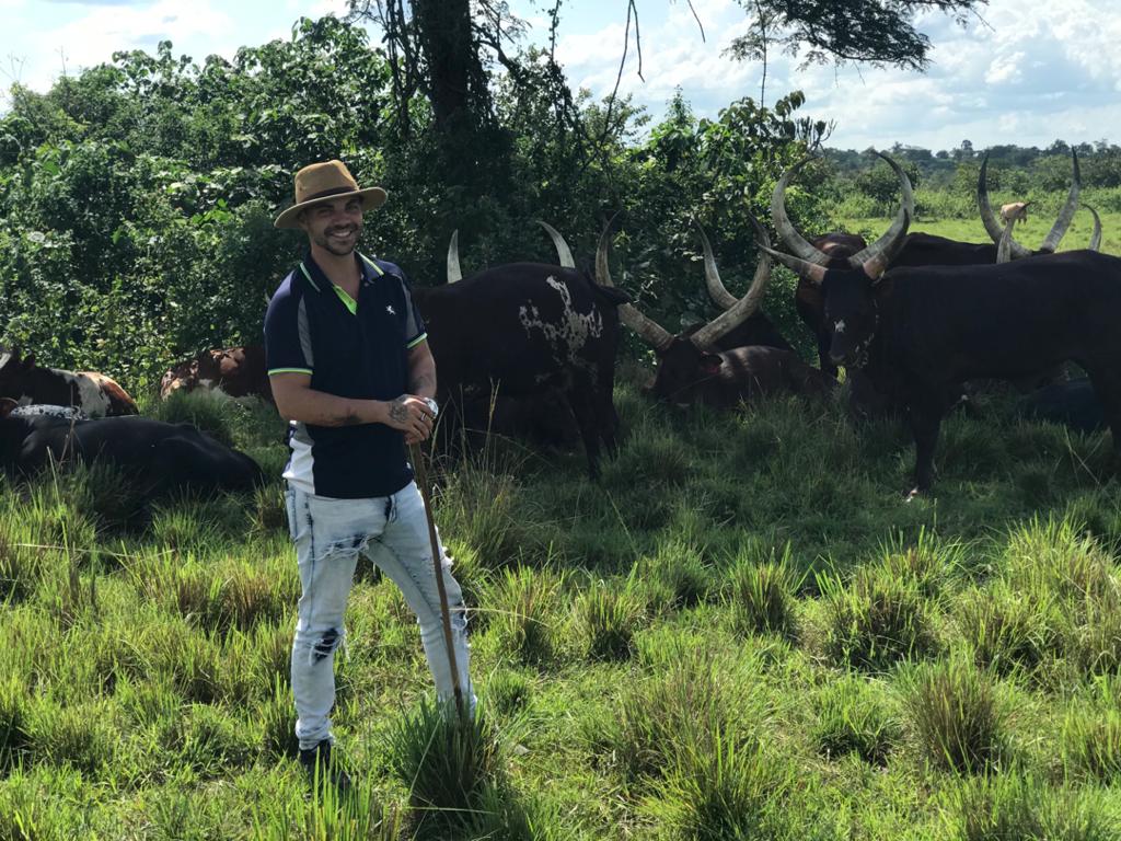 Ankole cattle with long horns in the Ugandan countryside